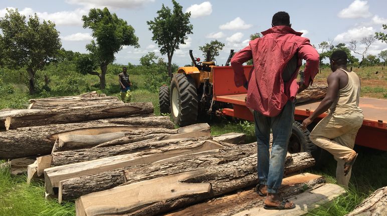 Rosewood logs in Ghana