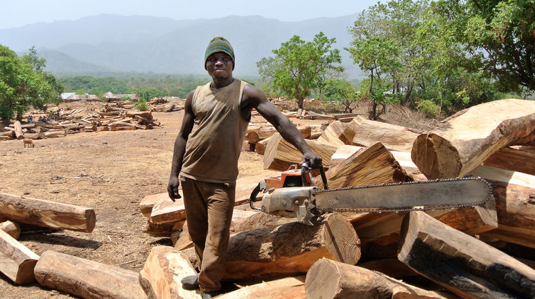 Rosewood logs in Nigeria Logger with chainsaw and rosewood logs in Nigeria