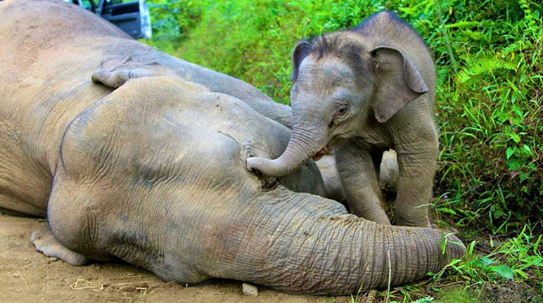 A baby elephant standing over the body of its dead mother, touching her head with its trunk