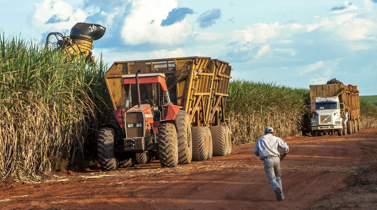 Sugar cane harvesting in Brazil (Mato Grosso, Brazil)