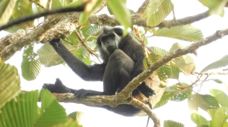pig-tailed langur in a tree
