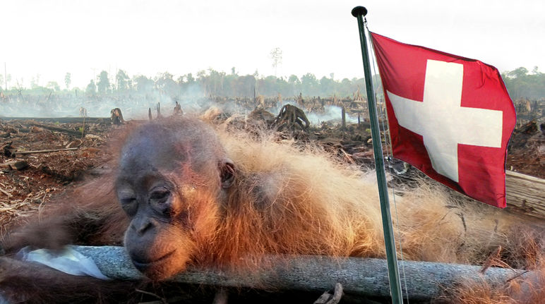 Montage: Restrained juvenile orangutan and Swiss flag