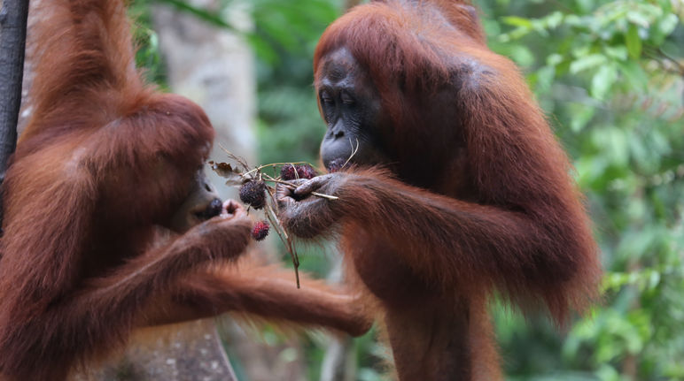 2 orangutans eating fruit