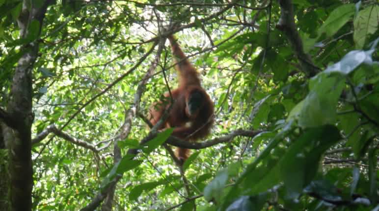 The fruit trees in the new forest are attracting more and more orangutans An orangutan in a tree