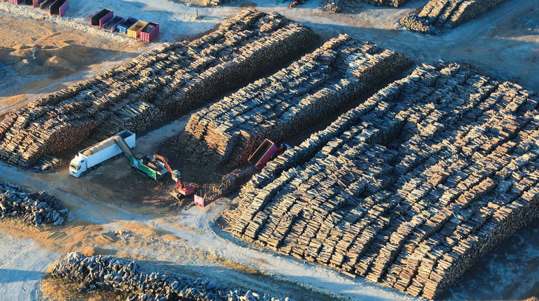 This was once a forest – and soon to be “green” power. Uniper biomass power plant