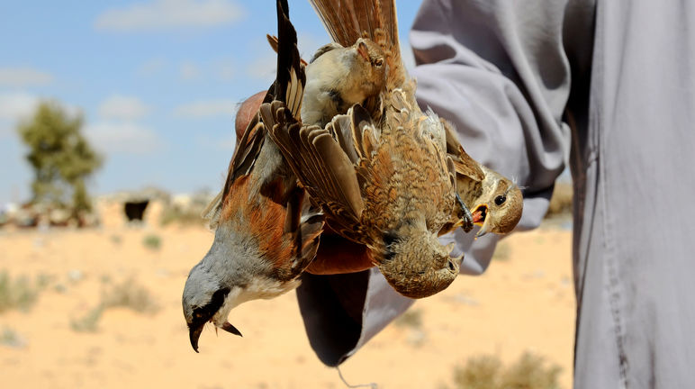 A bird hunter with red-backed shrikes Captured migratory birds in Egypt