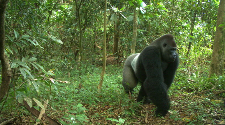 Camera trap image of a Cross River gorilla Cross River gorilla