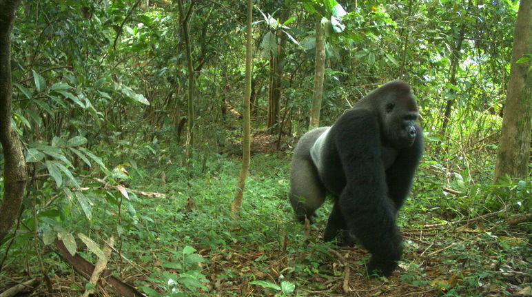 Cross River gorilla