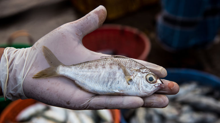 Whipfin silver biddy (Gerres filamentosus)