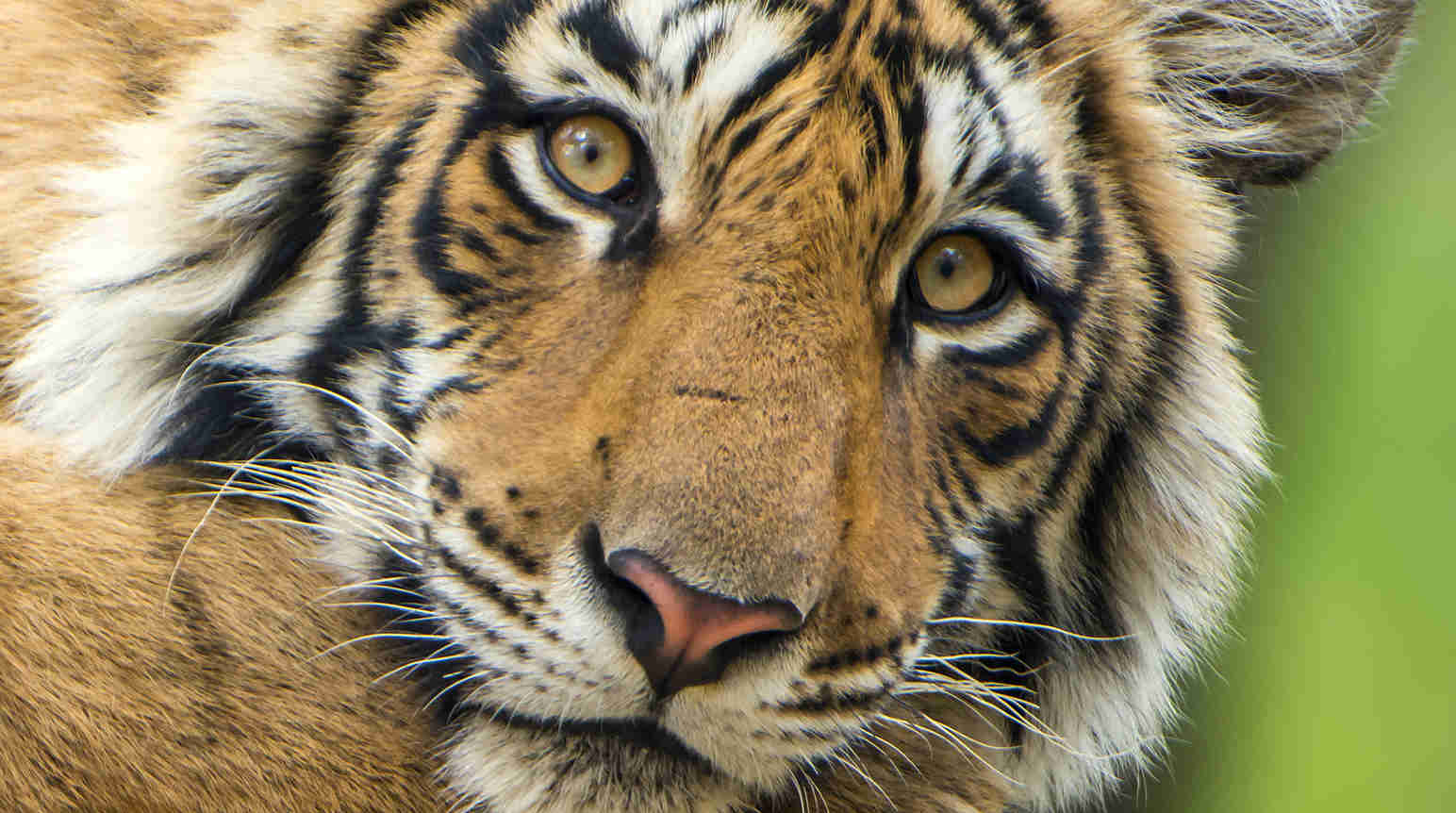 bengale-tiger-n0-coal bengale-tiger-n0-coal