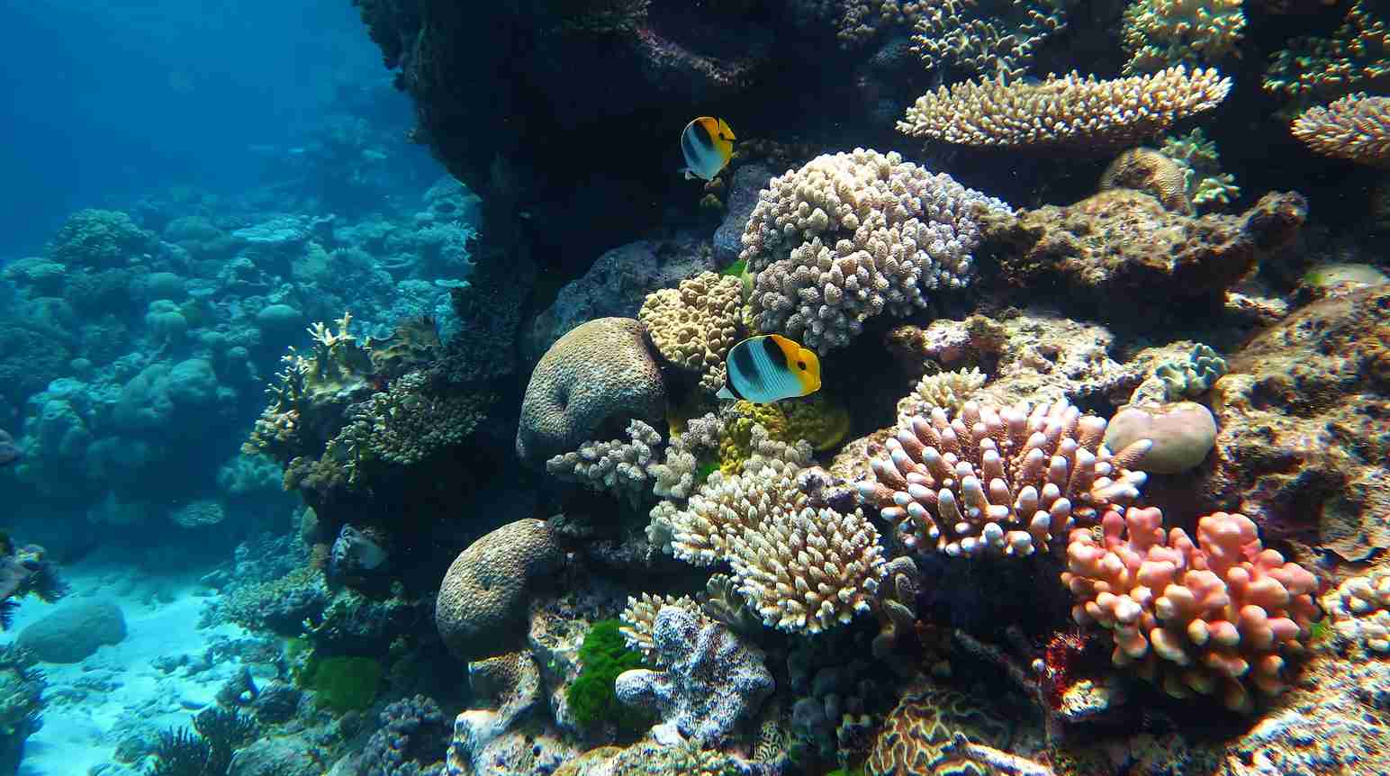 great-barrier-reef