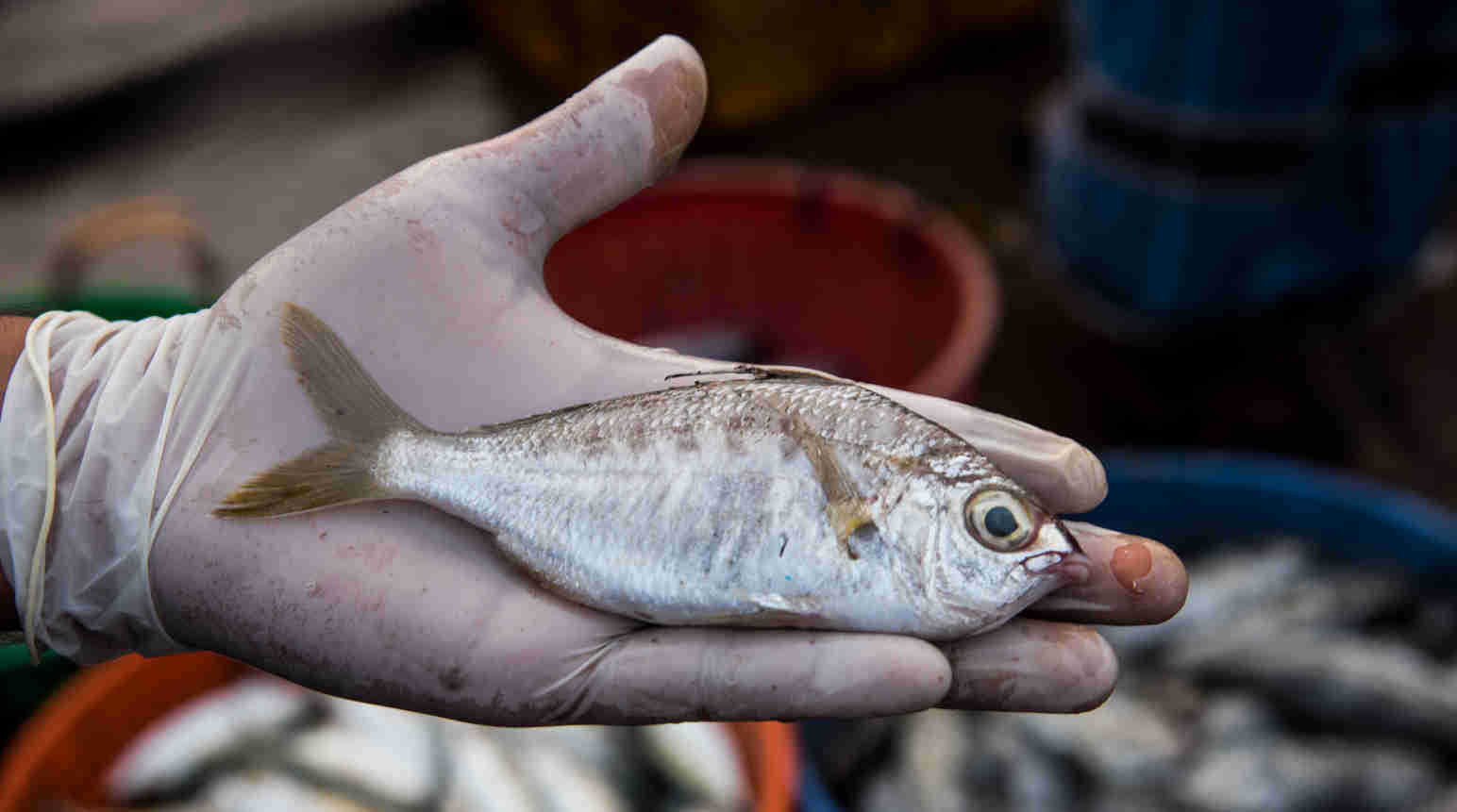 whipfin-silver-biddy whipfin-silver-biddy