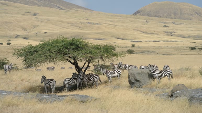 A herd of zebras under a tree surrounded by yellow grasslands