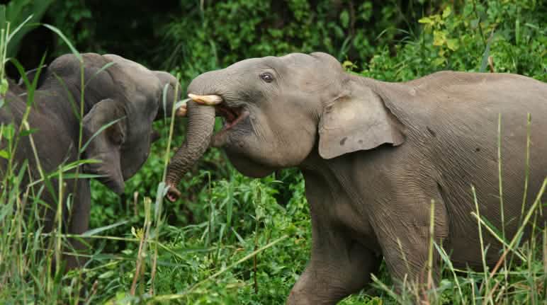 Pygmy elephants in Sabah Two pygmy elephants in Sabah