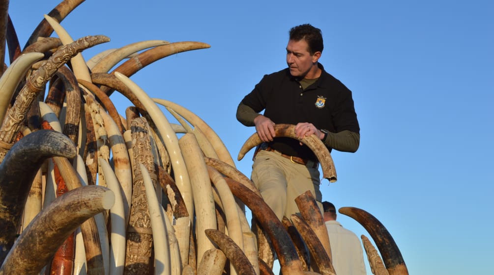 1.3 tons of ivory have been seized so far. Seized ivory