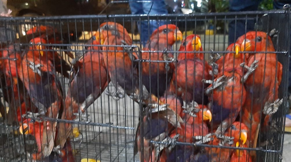 Red lories in a cage