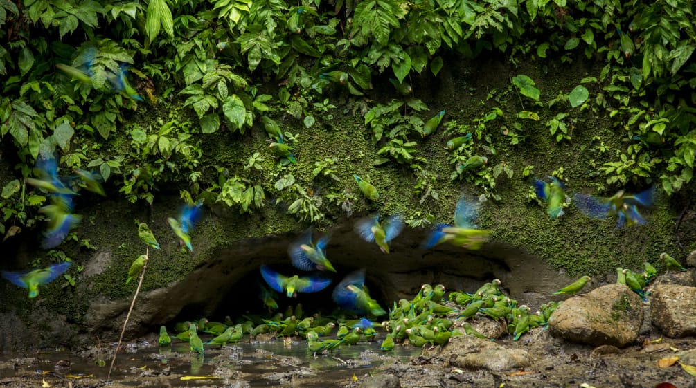 Parrots in Yasuni National Park