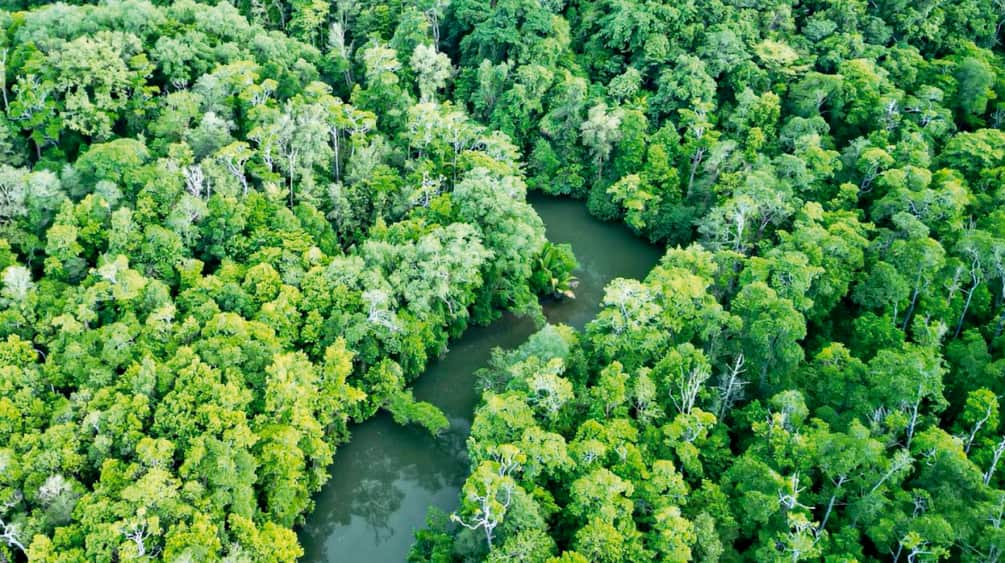 Aerial view of rainforest with a river and clear-cut area