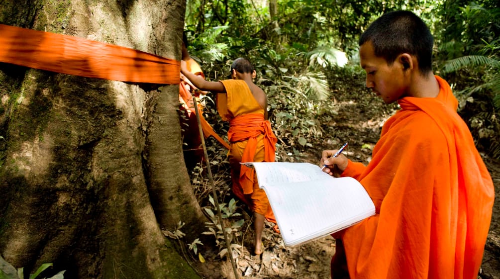 Monks in Cambodia mark ancient trees in Areng Valley