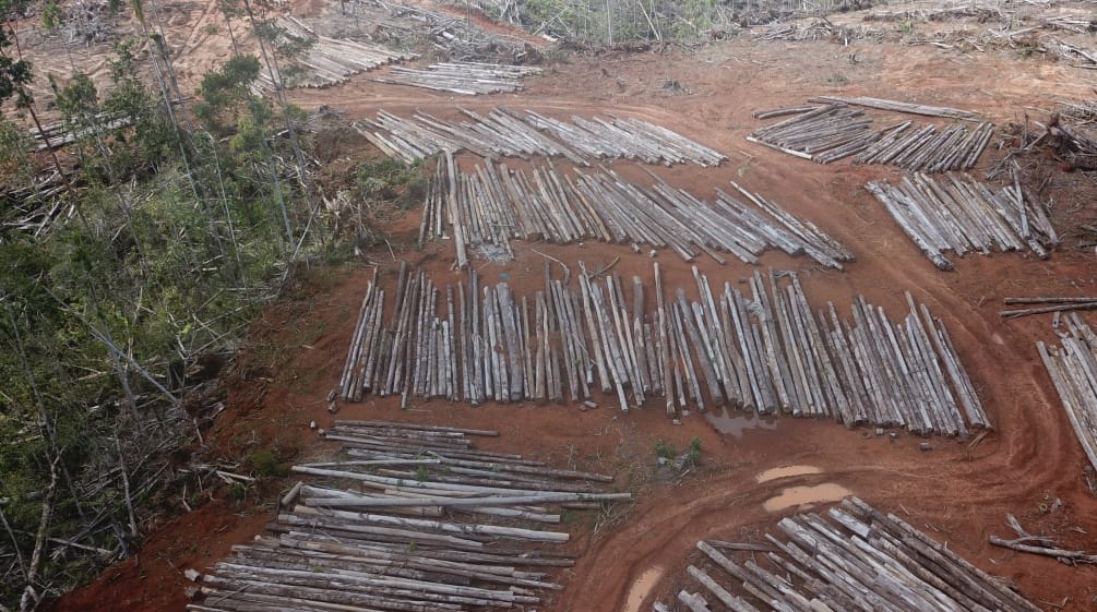 Deforestation for PT Digoel Agri oil palm plantation in Papua