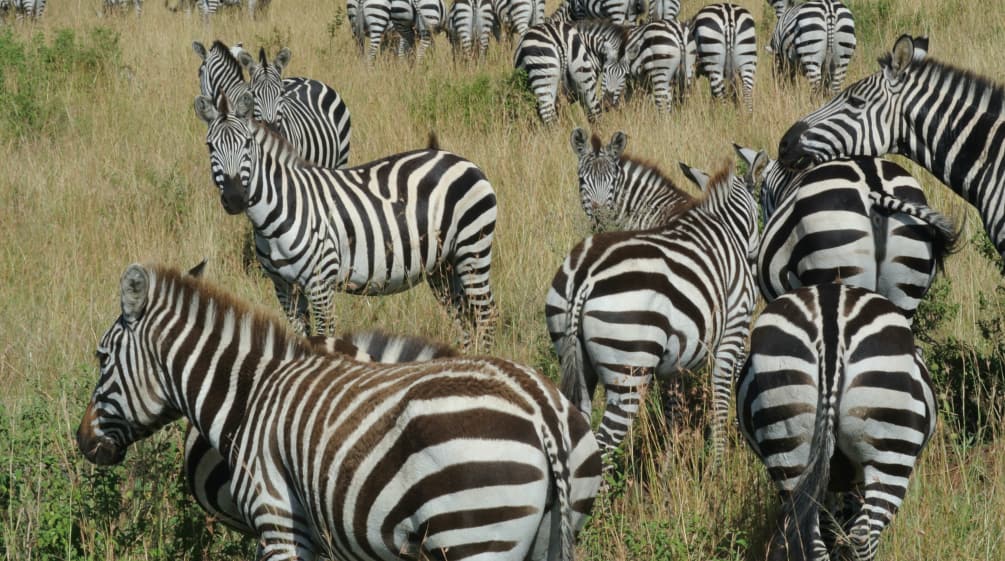 Zebras in the savanna