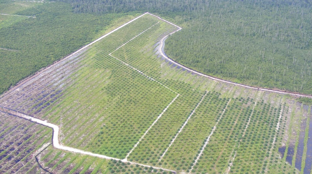 Kalimantan oil palm plantation