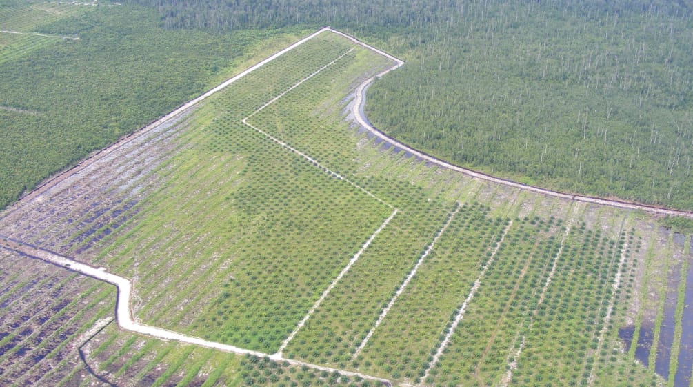 The reality on Borneo: oil palm plantation on rainforest land Kalimantan oil palm plantation