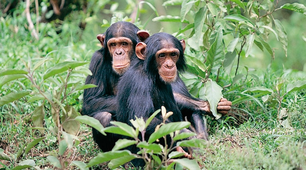 Two chimpanzees