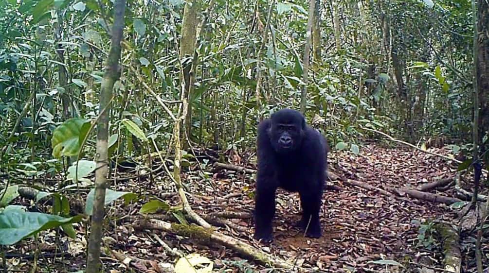 Gorilla in Ebo Forest, Cameroon