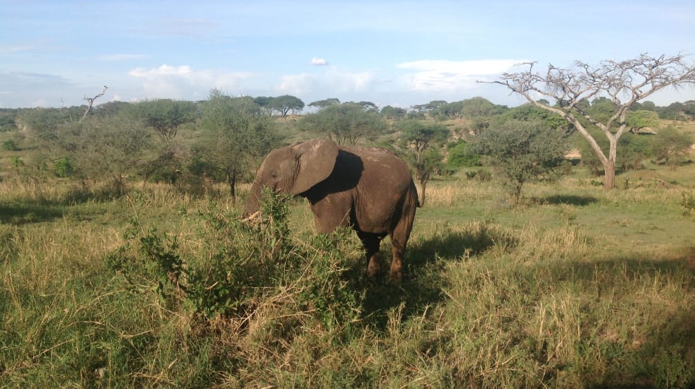 Elephant in Tanzania