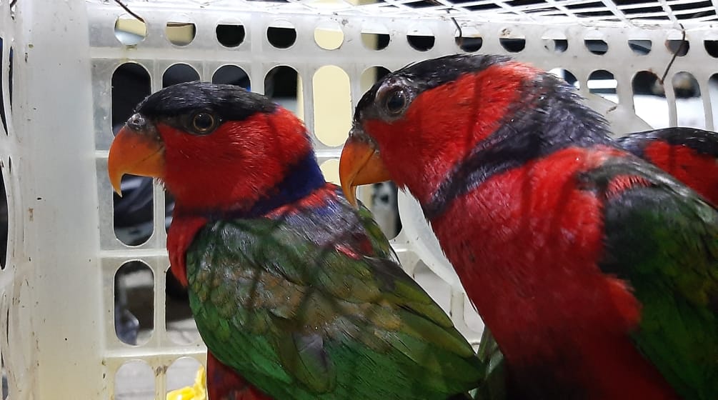 Two black-capped lories in a cage