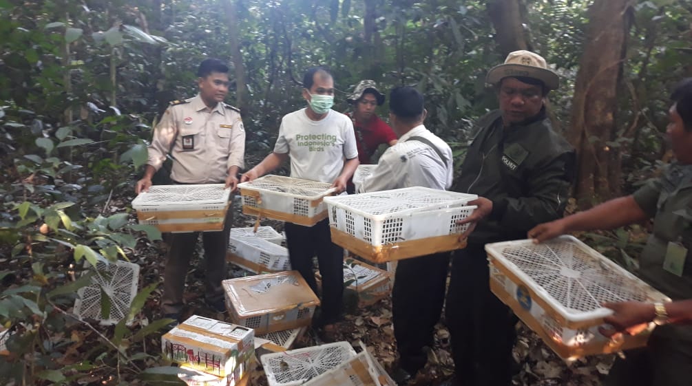 Members of our partner organization FLIGHT releasing captive wild birds in a forest