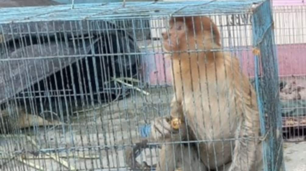 Proboscis monkey in a cage