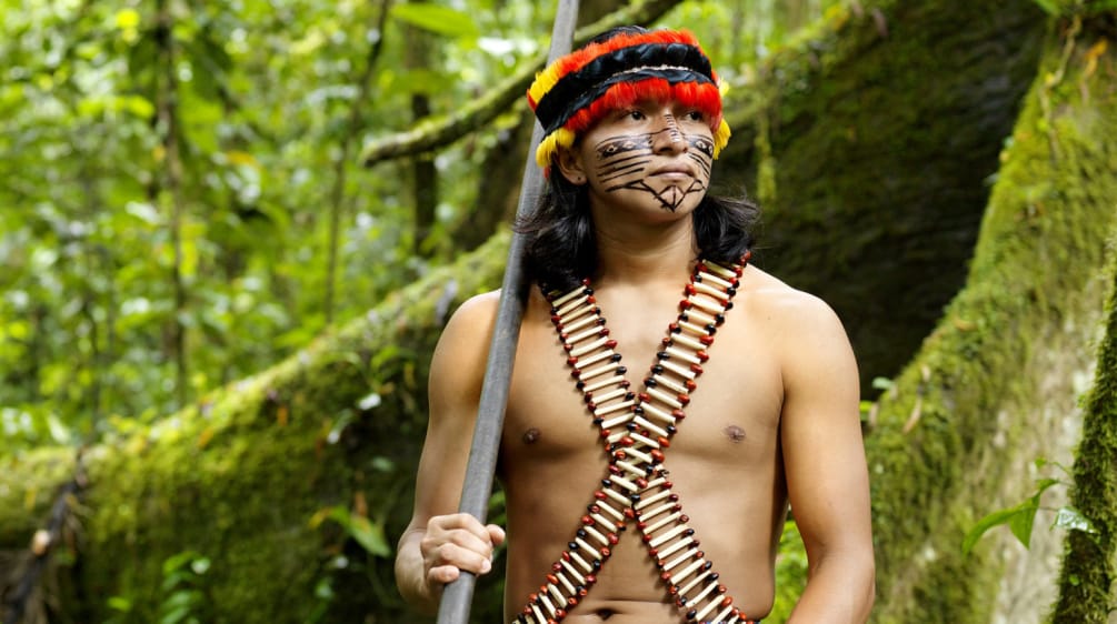 826 indigenous peoples live in Latin America and the Caribbean, 305 of them in Brazil An indigenous man wearing feathers and a painted face standing in the forest with a blowpipe