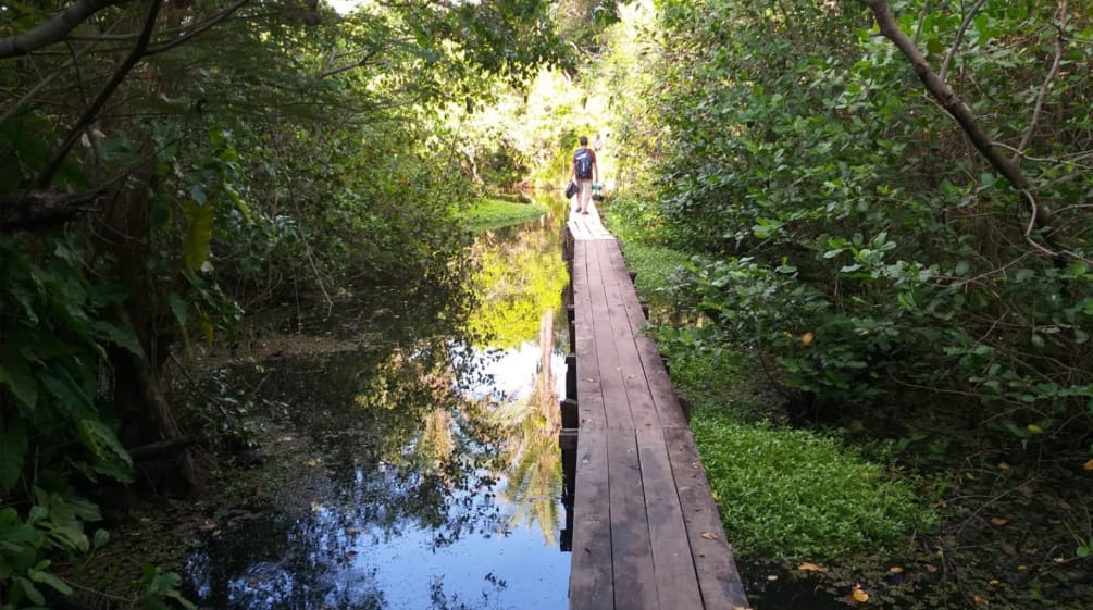 Wooden walkway in the water of a mangrove forest on Cajual Island