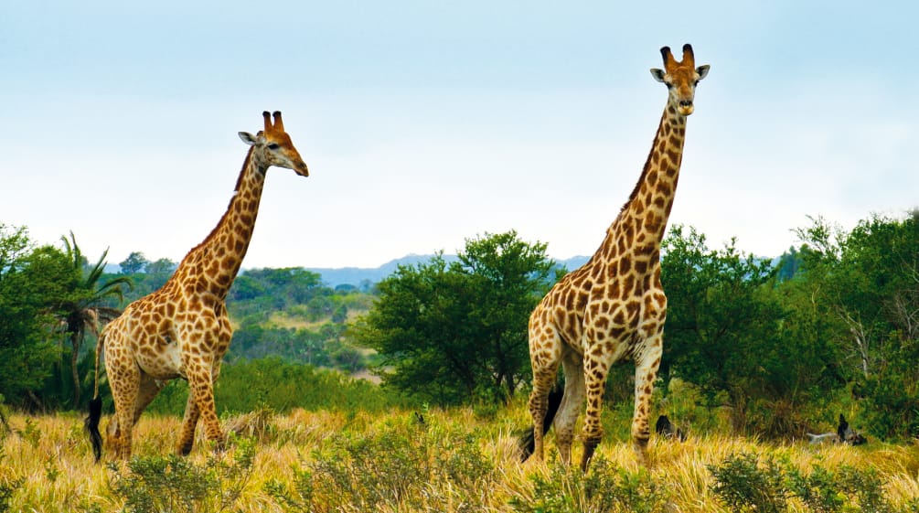 Oil drilling in Murchison Falls National Park and the pipeline through other protected areas endangers numerous wildlife species. Giraffes in South Africa