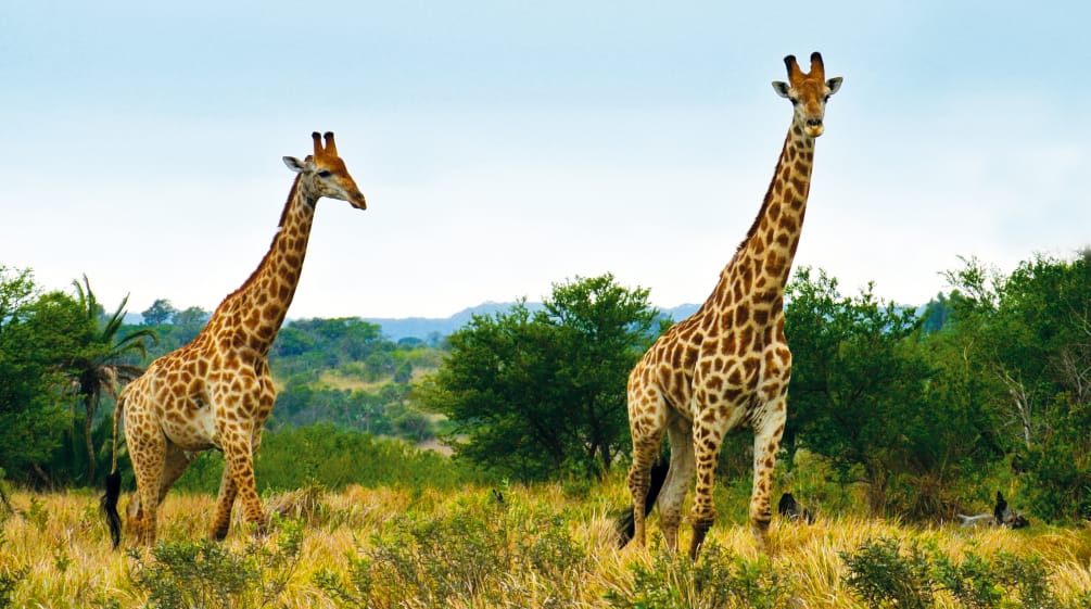 Giraffes in South Africa