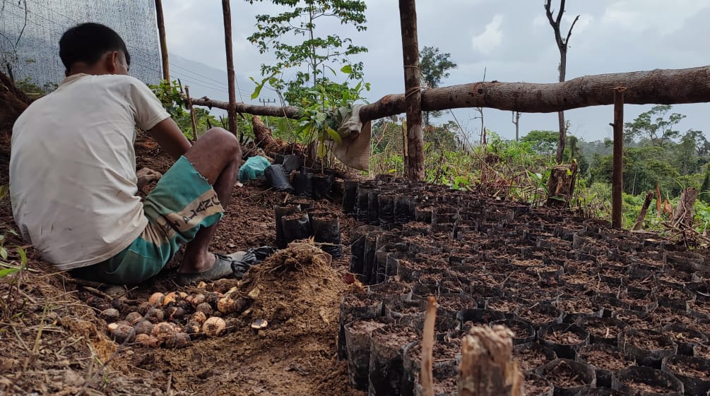A man working with seedlings