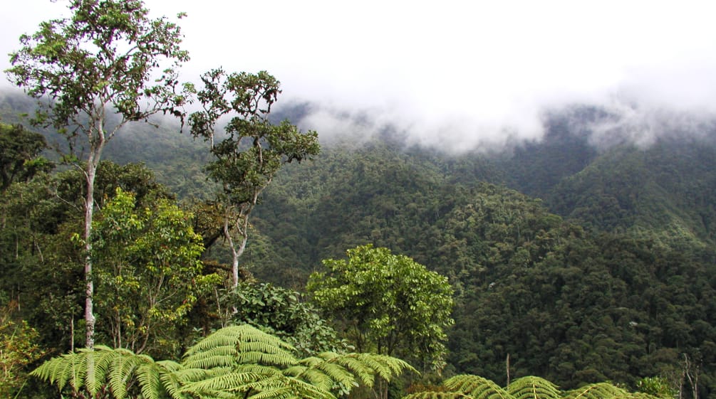 Mist-shrouded mountain rainforest in the Intag region of northern Ecuador