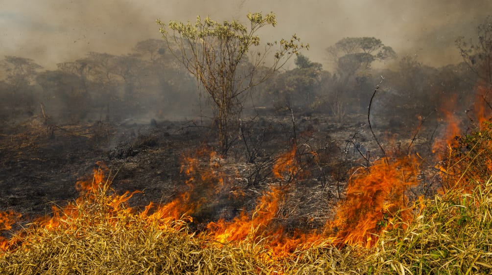 Forest fire in Brazil