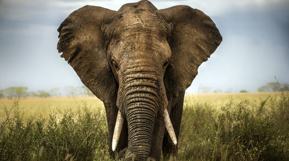 An African elephant