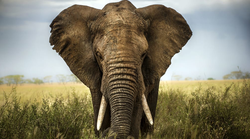 The rarer and more impressive the animal, the more desirable for the hunter. An African elephant