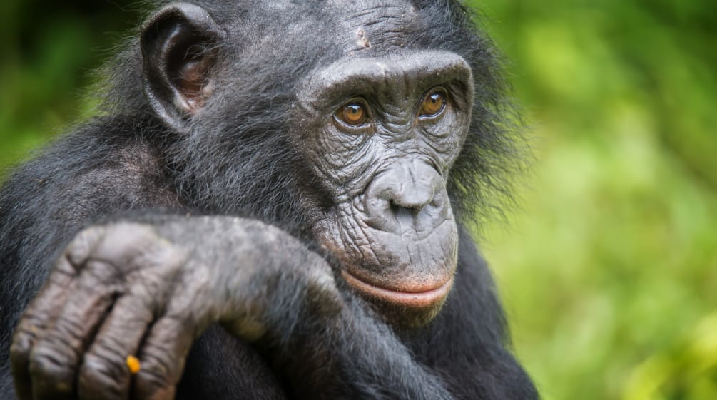 The habitat of bonobos, one of the four great ape species, must be preserved Bonobo