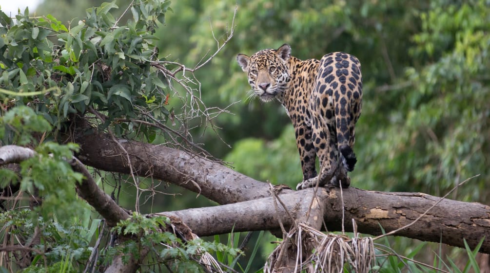 A jaguar looks toward the camera from a fallen tree trunk in the rainforest