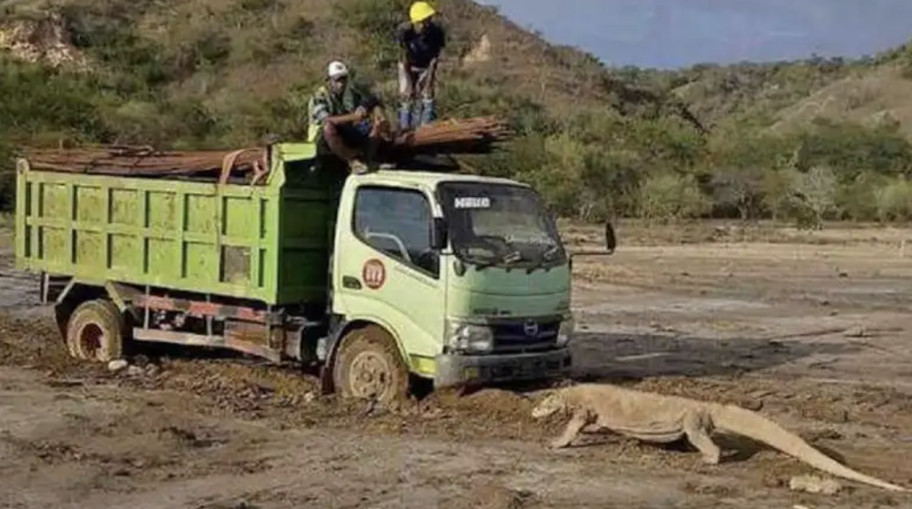 Truck and Komodo dragon