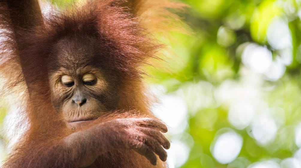 Sumatran orangutan (Pongo abelii)