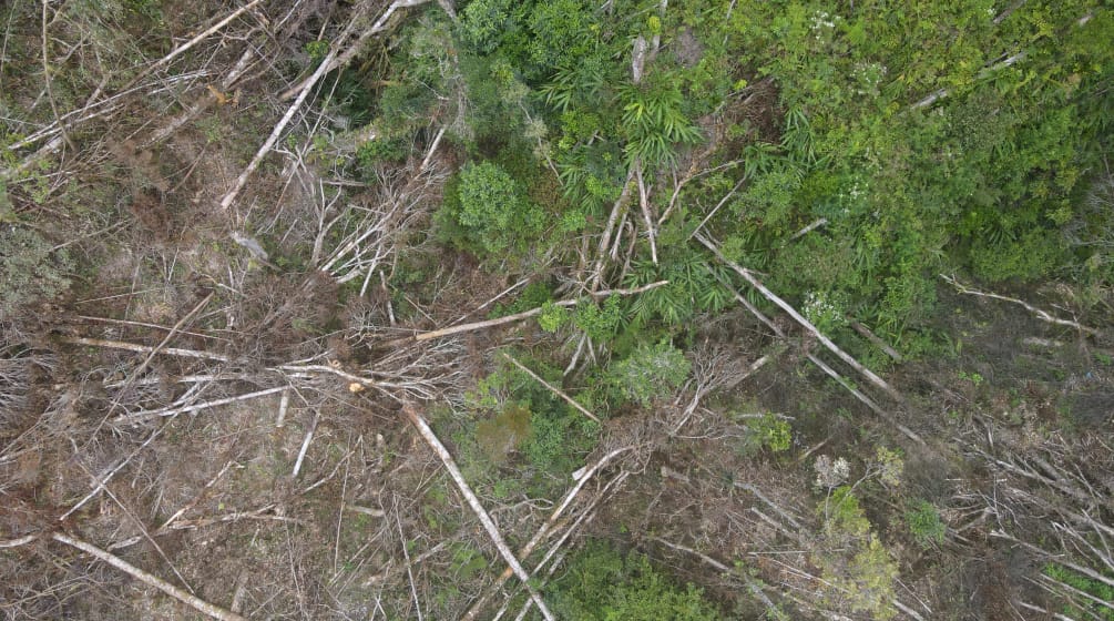 Deforestation for PT Vale nickel mine