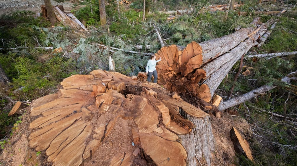 Grown over centuries, felled in minutes Felled tree in British Columbia, Canada