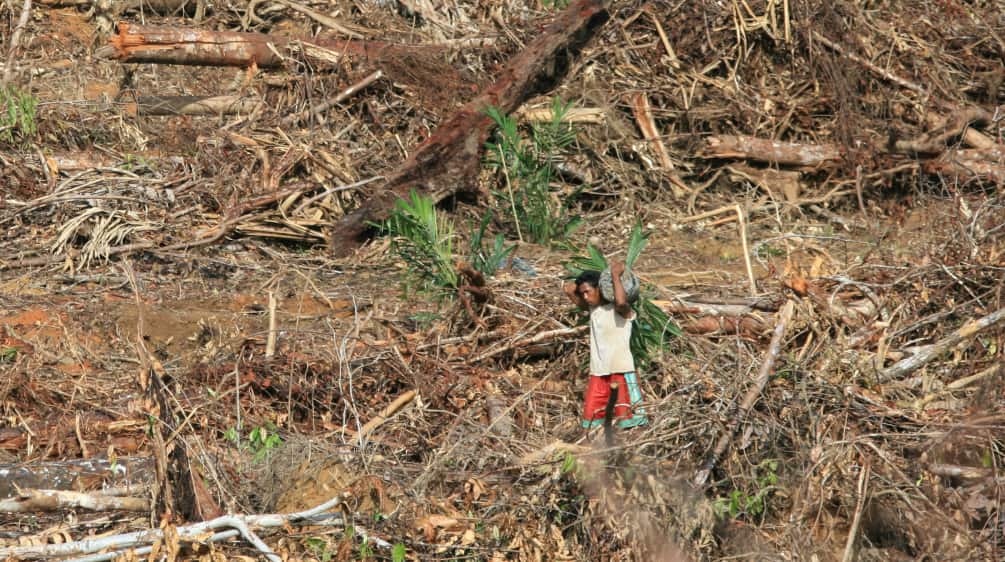 Oil palm plantation on Papua