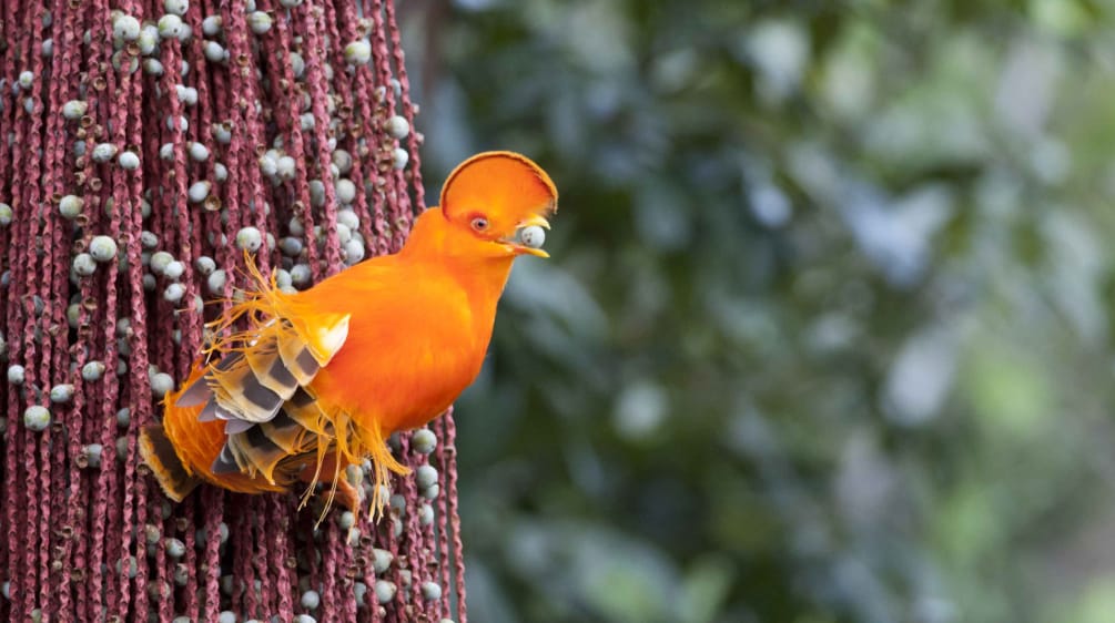 The magnificent Guianan cock-of-the-rock (Rupicola rupicola) is one of countless wildlife species in French Guiana Orange Guianan cock-of-the-rock
